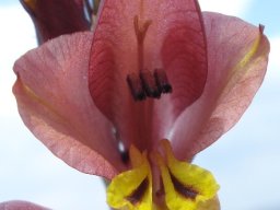 Gladiolus woodii brown flower